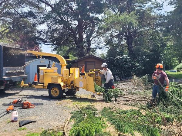 Vertical Tree Care