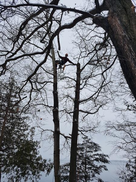 Weese Tree Preservation and Weese Nurseries