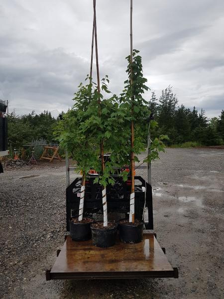 Weese Tree Preservation and Weese Nurseries