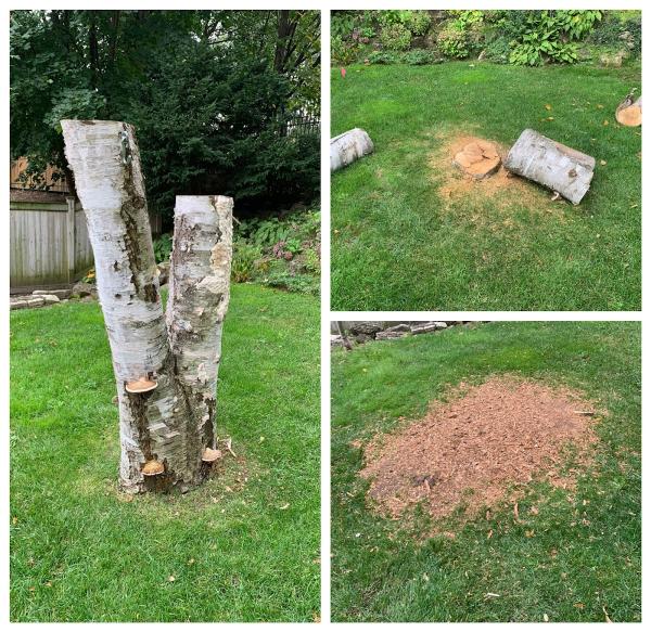 Stump King (Stump Removal Specialist)