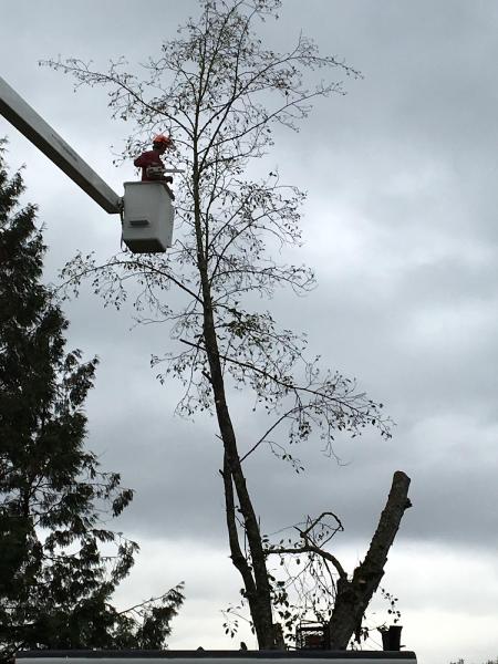 Pro Tree Services