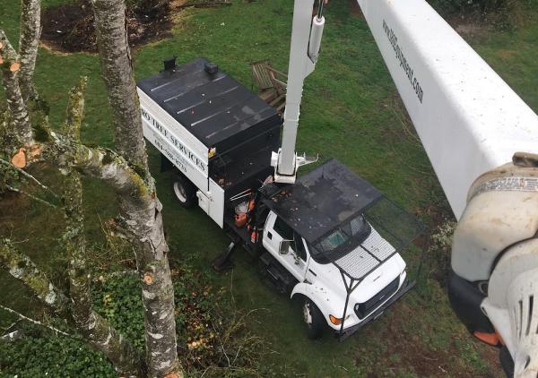 Pro Tree Services