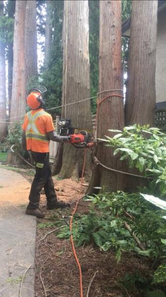 S A S Logging & Tree Service