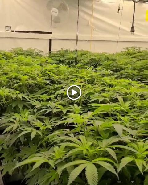 4trees Cannabis Building Ltd