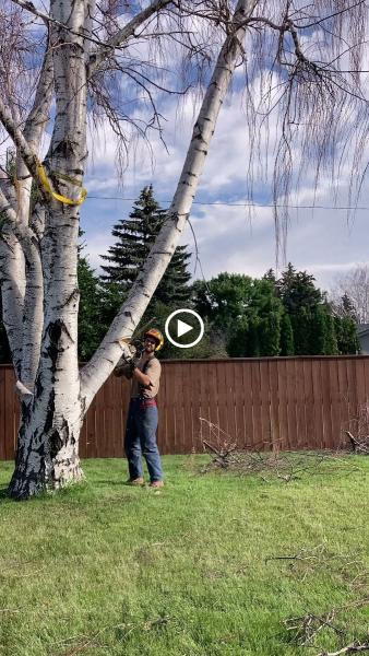 Tips Tree Service