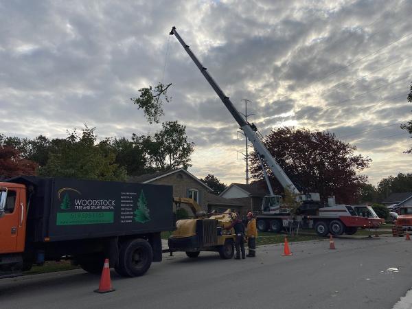 Woodstock Tree and Stump Removal