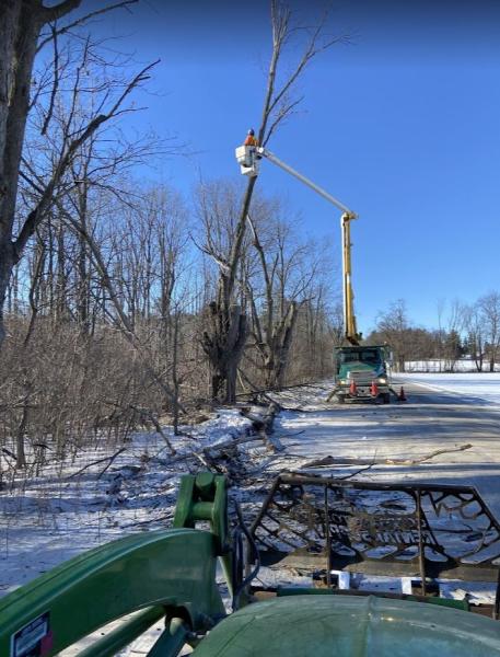 Woodstock Tree and Stump Removal
