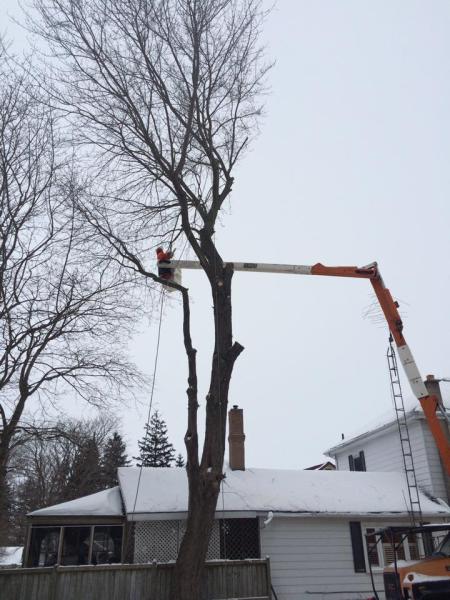 Woodstock Tree and Stump Removal