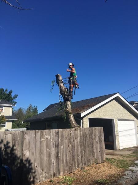 Ash Grove Tree Solutions Inc.