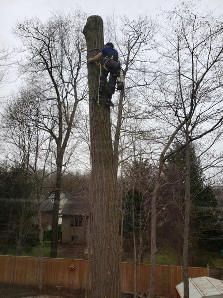 Top Notch Tree Service Canada