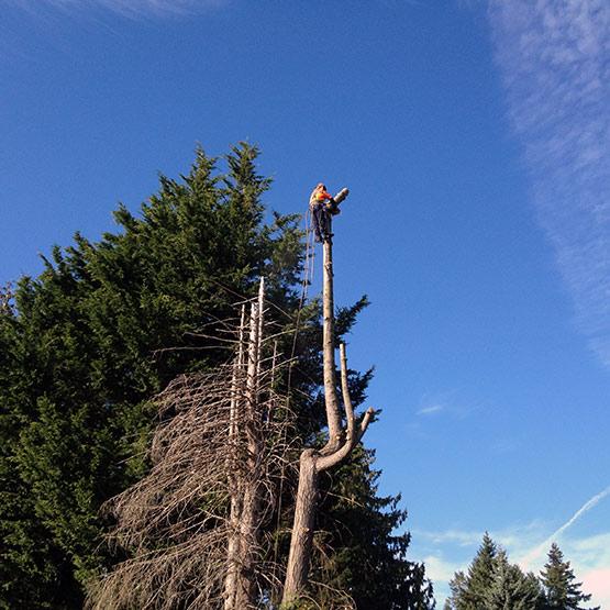 C R Tree Service