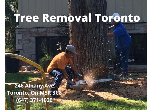 Tree Removal Toronto