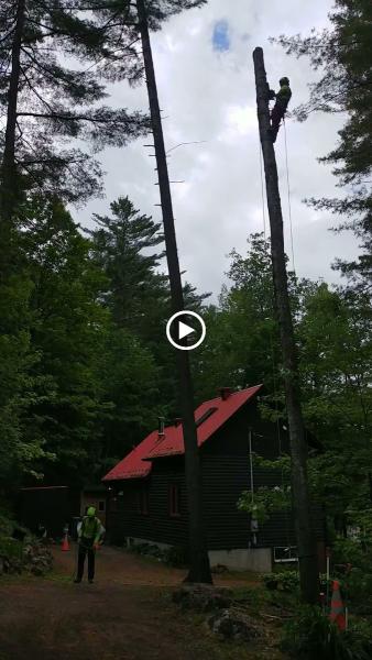 Vincent G.R. Arboriste