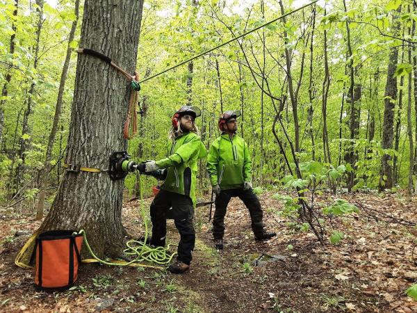 Vincent G.R. Arboriste