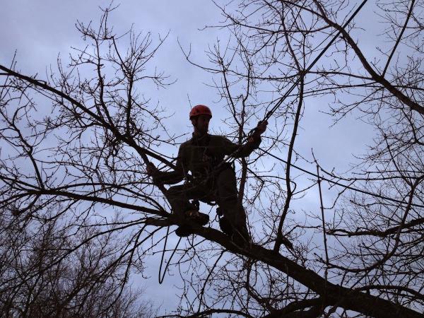 Leilak Anderson Tree Service