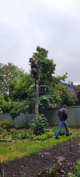 Island View Tree Service