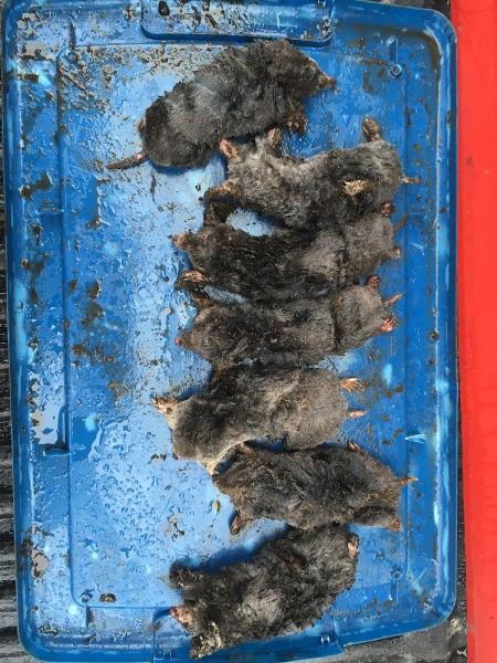 Red Fox Exterminating Ltd