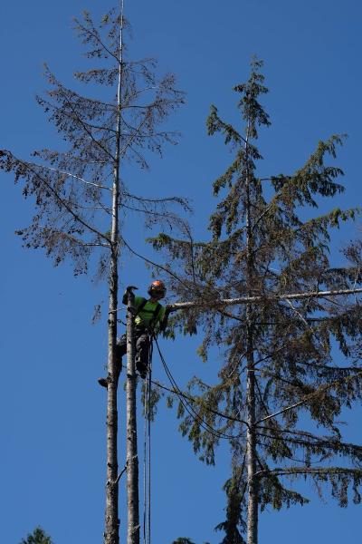 Fuller Tree Service