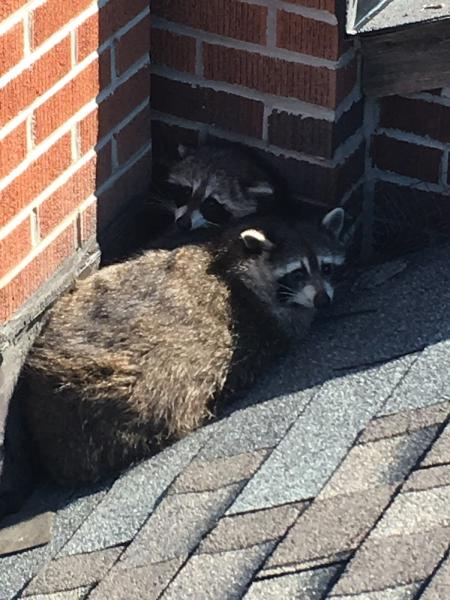 Craig Wildlife Control