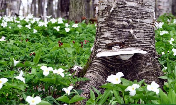 Hidden Habitat