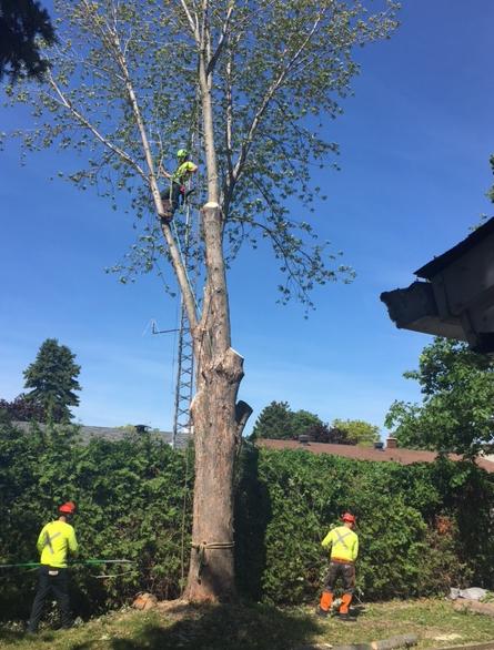 Valley Tree Services