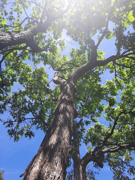 Woodchuck Tree Services