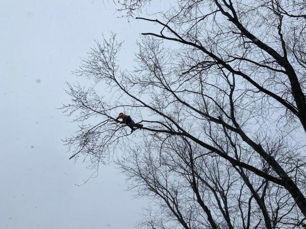 Woodchuck Tree Services