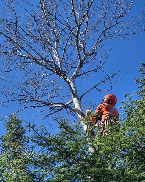 Gbpro Arborist Services