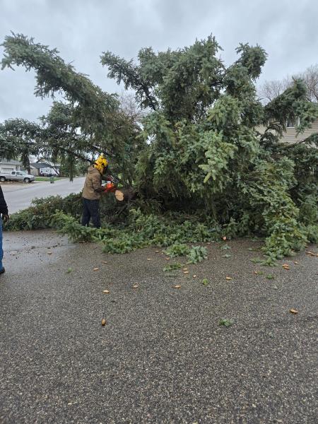 Wolverine Tree Services