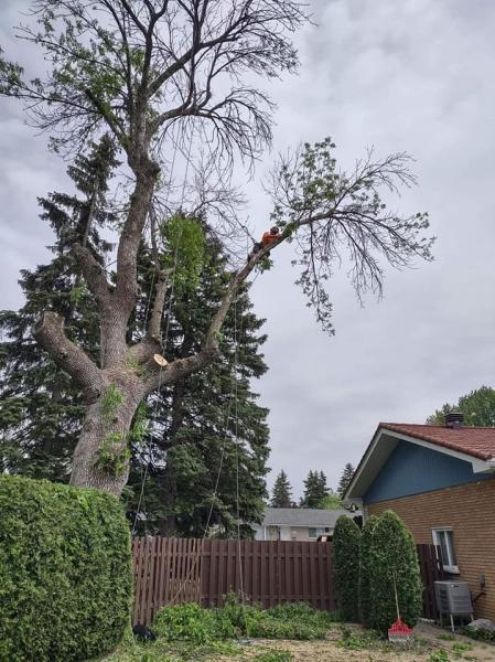 Acer Foresterie Urbaine