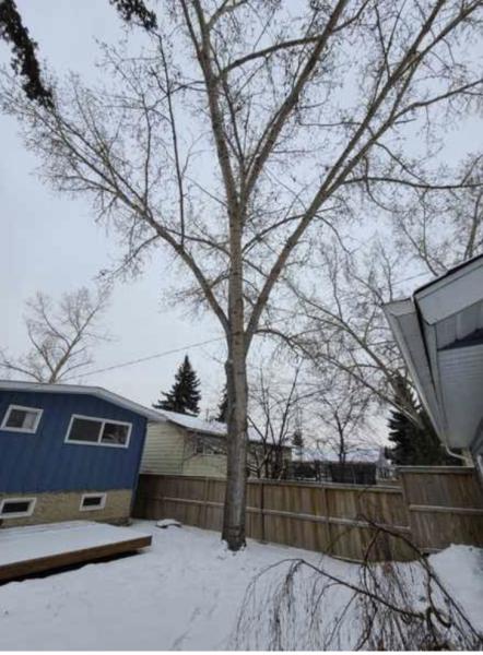 Wild Side Tree Care