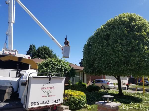 Branches Tree Service