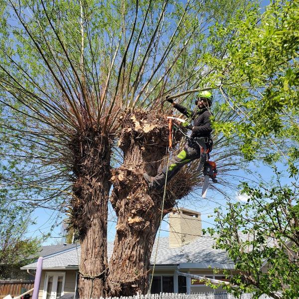 City Tree Service