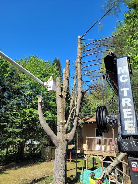 M.C. Tree Service Ltd.