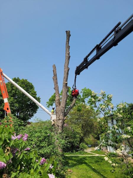 M.C. Tree Service Ltd.