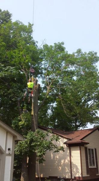 Aamazing Spyderman Tree Service