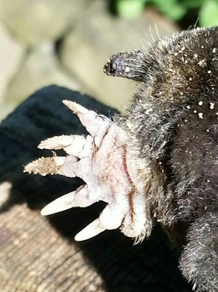 ARG Mole Removal Inc.