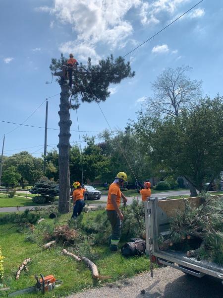 Toronto Tree Guys Inc.