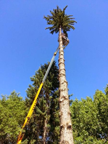 The Tree Whisperer