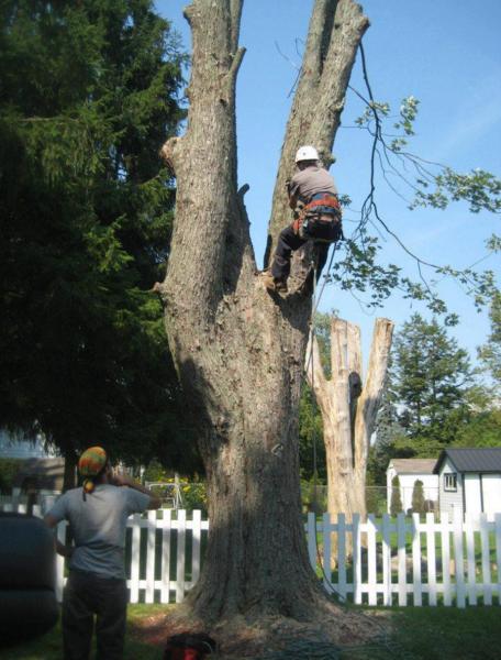 Coleson's Tree Service