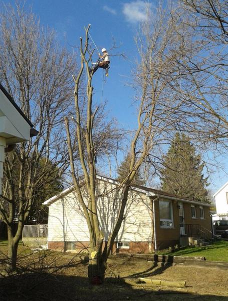 Coleson's Tree Service