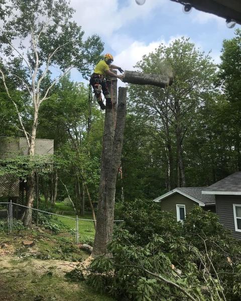 Byrne Tree Removal