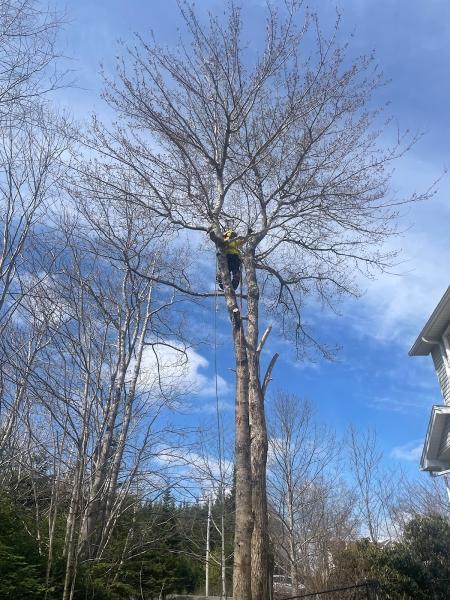 Byrne Tree Removal
