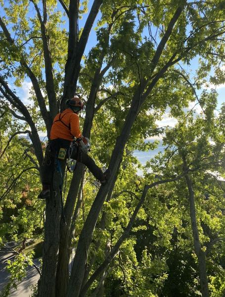 Oakhaven Tree Care & Consulting