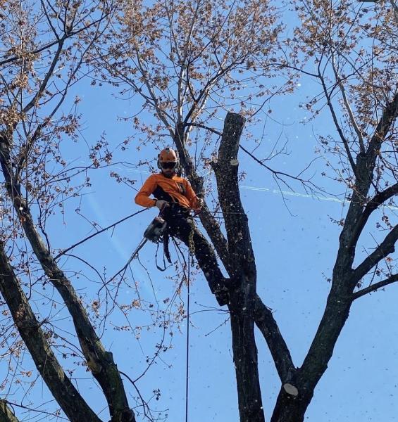 Oakhaven Tree Care & Consulting