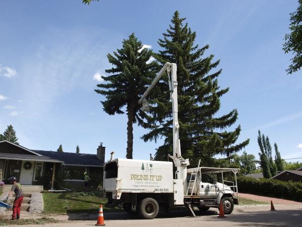 Prune IT UP Tree Service