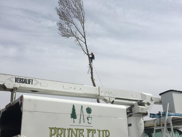 Prune IT UP Tree Service