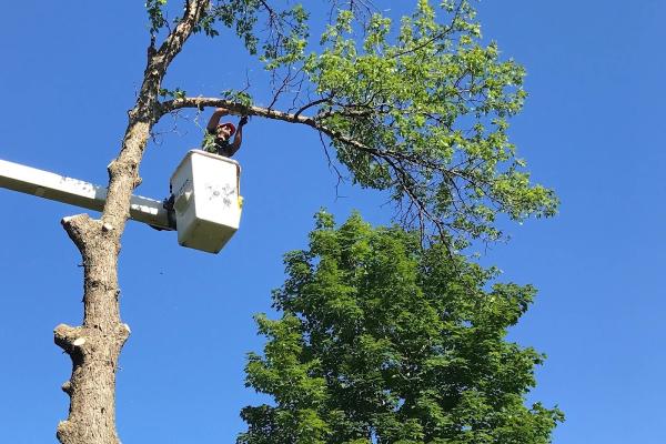 Abattage d'Arbre Gatineau I Émondage et Élagage d'Arbres