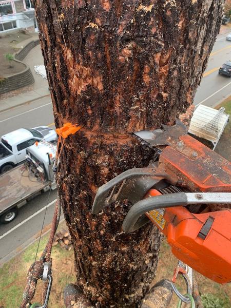 Woodhead Tree Service