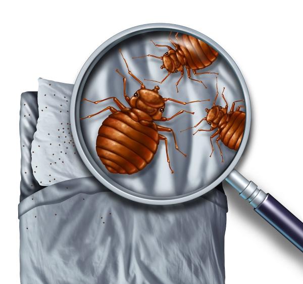 Cambridge Pest